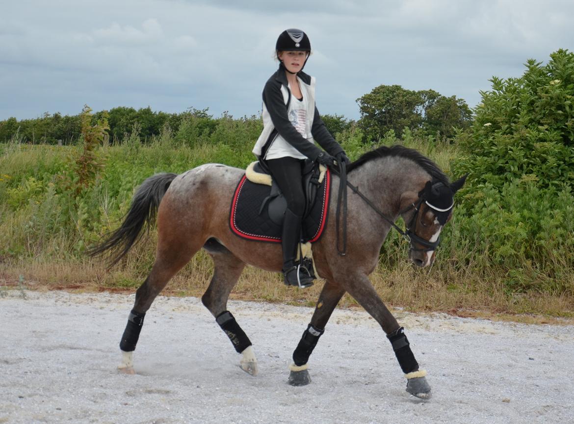 DSP Spotlight's Kira *LÅNE HEST* billede 4