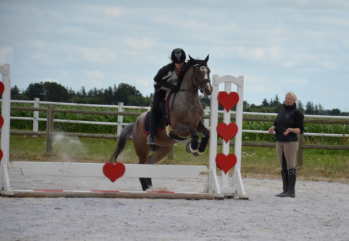 DSP Spotlight's Kira *LÅNE HEST* billede 10