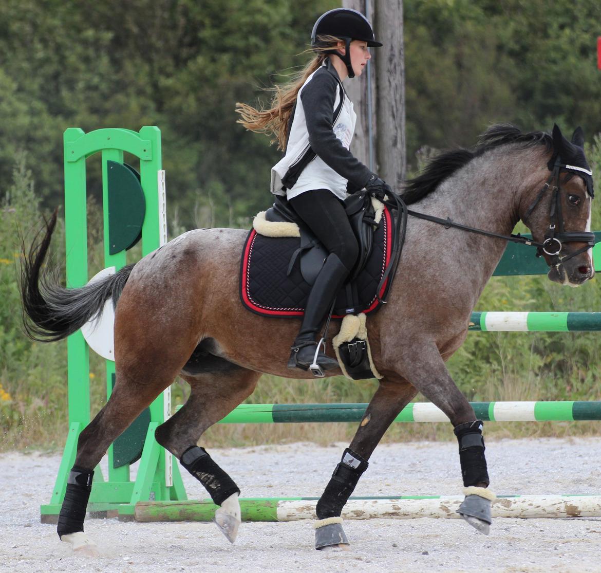 DSP Spotlight's Kira *LÅNE HEST* billede 2