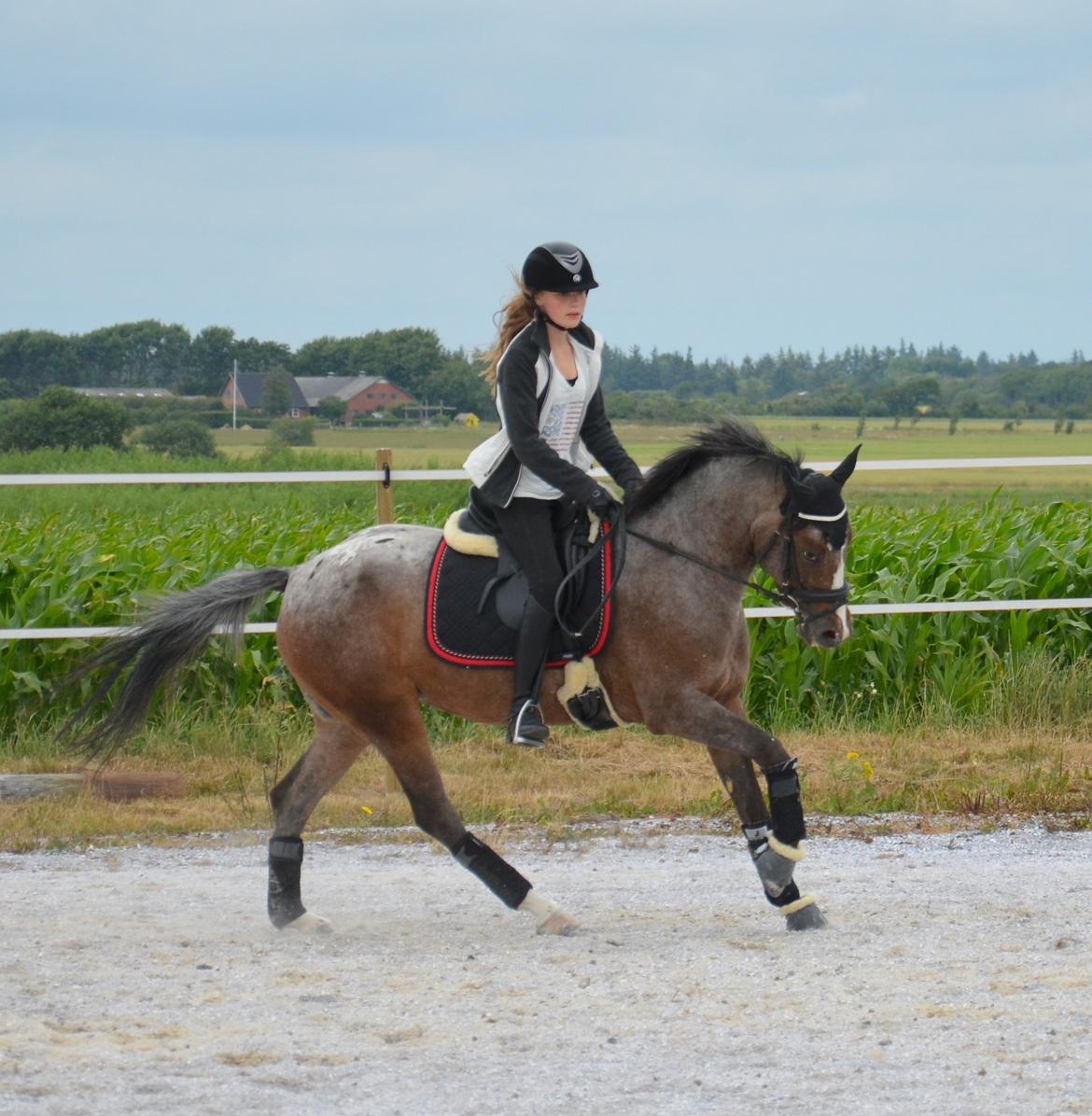 DSP Spotlight's Kira *LÅNE HEST* billede 14