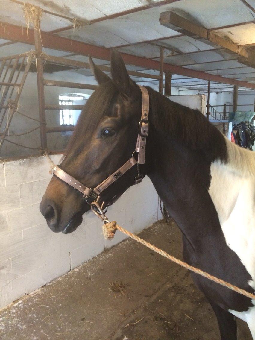 Anden særlig race Luca *Tidligere tilridningshest* billede 10