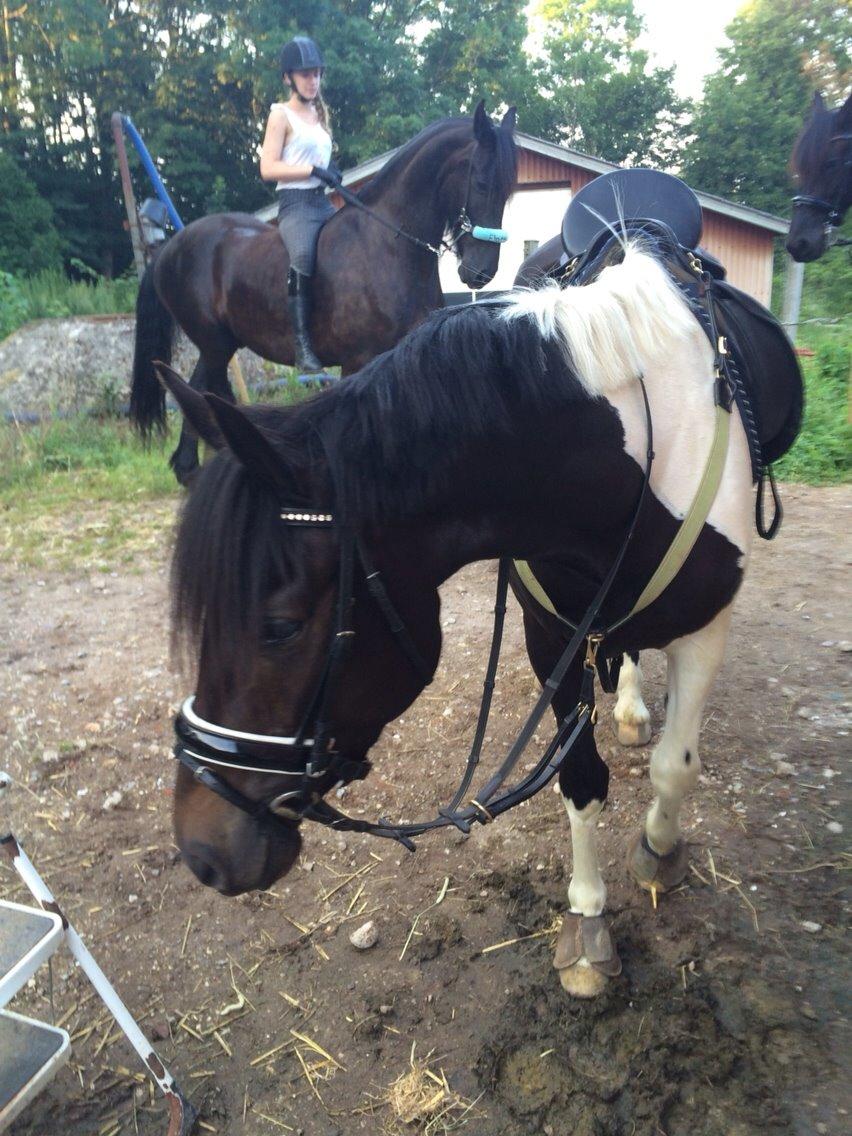 Anden særlig race Luca *Tidligere tilridningshest* billede 8