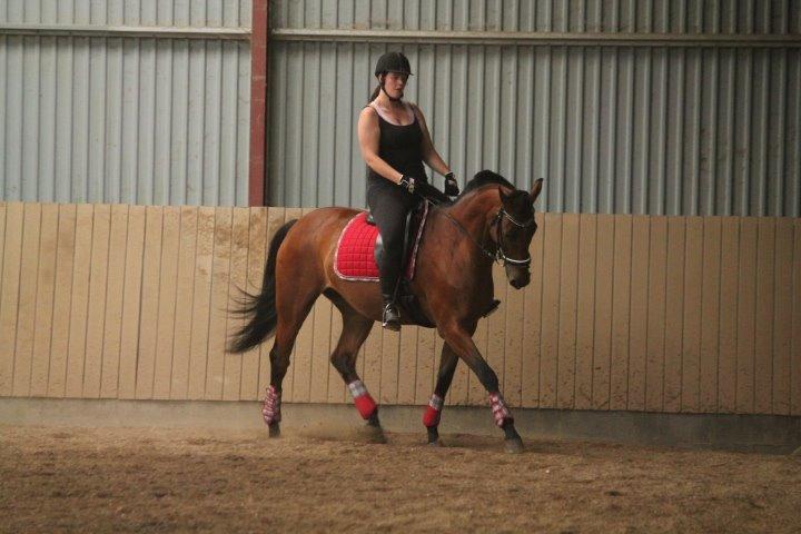 Dansk Varmblod Maude R.I.P billede 5