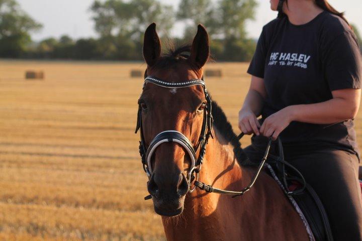 Dansk Varmblod Maude R.I.P billede 11