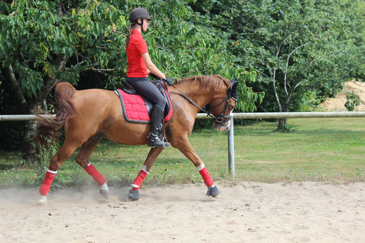 Arabisk fuldblod (OX) Stuntvil OX - 4 dage i ridning efter 14 dage fri.  billede 7