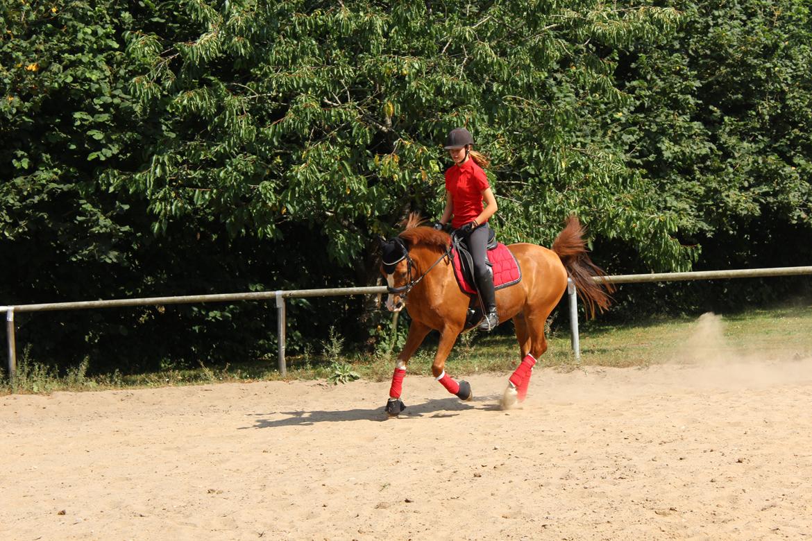 Arabisk fuldblod (OX) Stuntvil OX - Den pony er nu lidt luksus! <3 Sommer 2014 billede 13