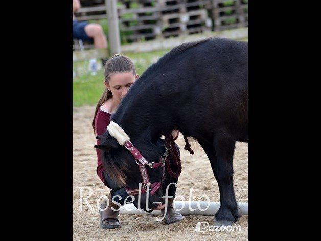 Shetlænder Kongsteds Katie - Jordarbejdsklasse - 2 plads billede 2