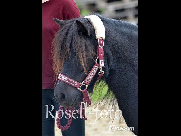 Shetlænder Kongsteds Katie billede 3