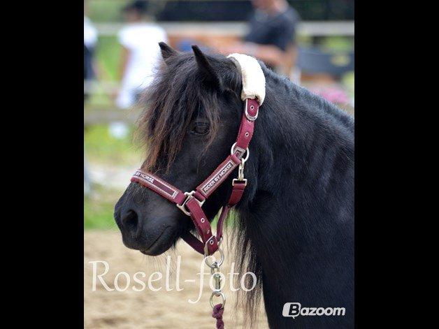 Shetlænder Kongsteds Katie - Katie til HMS stævne hos Nyt Hesteliv :) billede 1