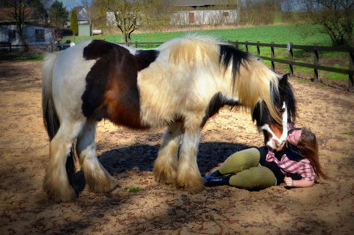 Tinker Mister Charlie - Afslapning efter liberty træning ;) (Foto: Elisabeth Bonne Knudsen) billede 32