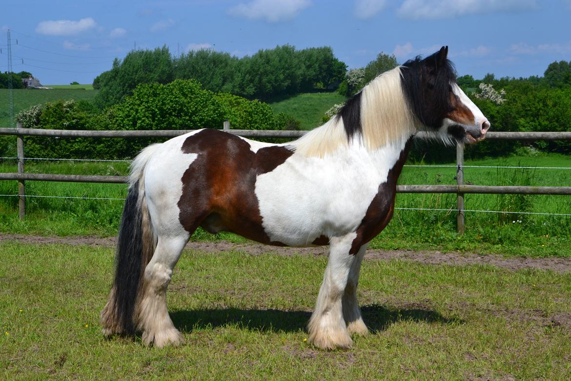 Tinker Mister Charlie - Velkommen til Mister Charlie's profil! (Foto: Bonne Billeder) billede 1