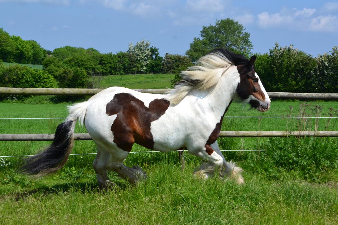 Tinker Mister Charlie - En fantastisk flot galop! (Foto: Bonne Billeder) billede 20