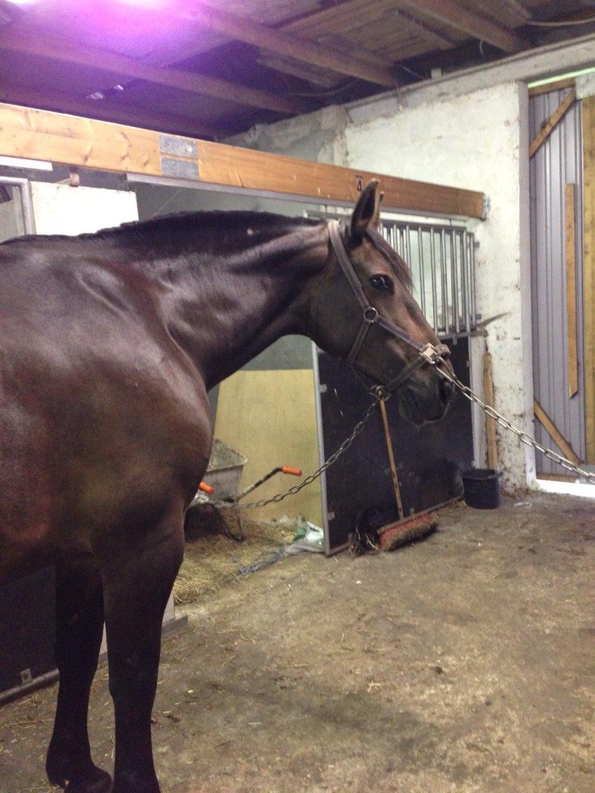 Anden særlig race Chanell  billede 22