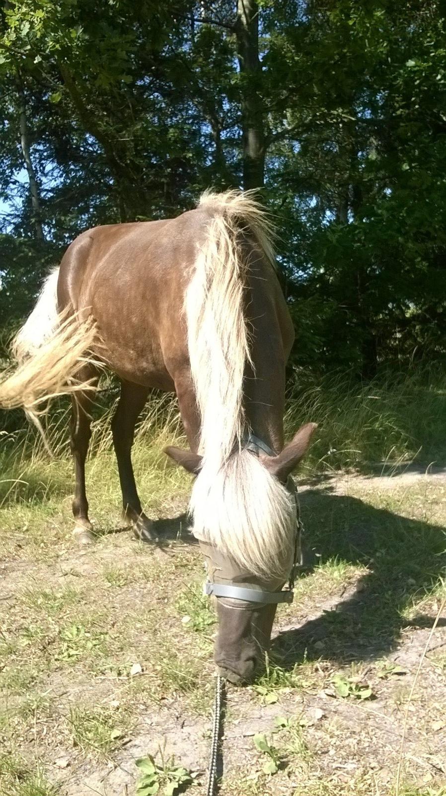 Islænder Eyja fra Vindinge **LILLE SØSTER** SOLGT - VARM, men hyggelig tur <3 billede 15