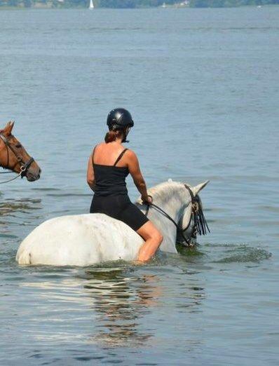 Lusitano Zapatero (spa) - Badedag 2014 billede 36