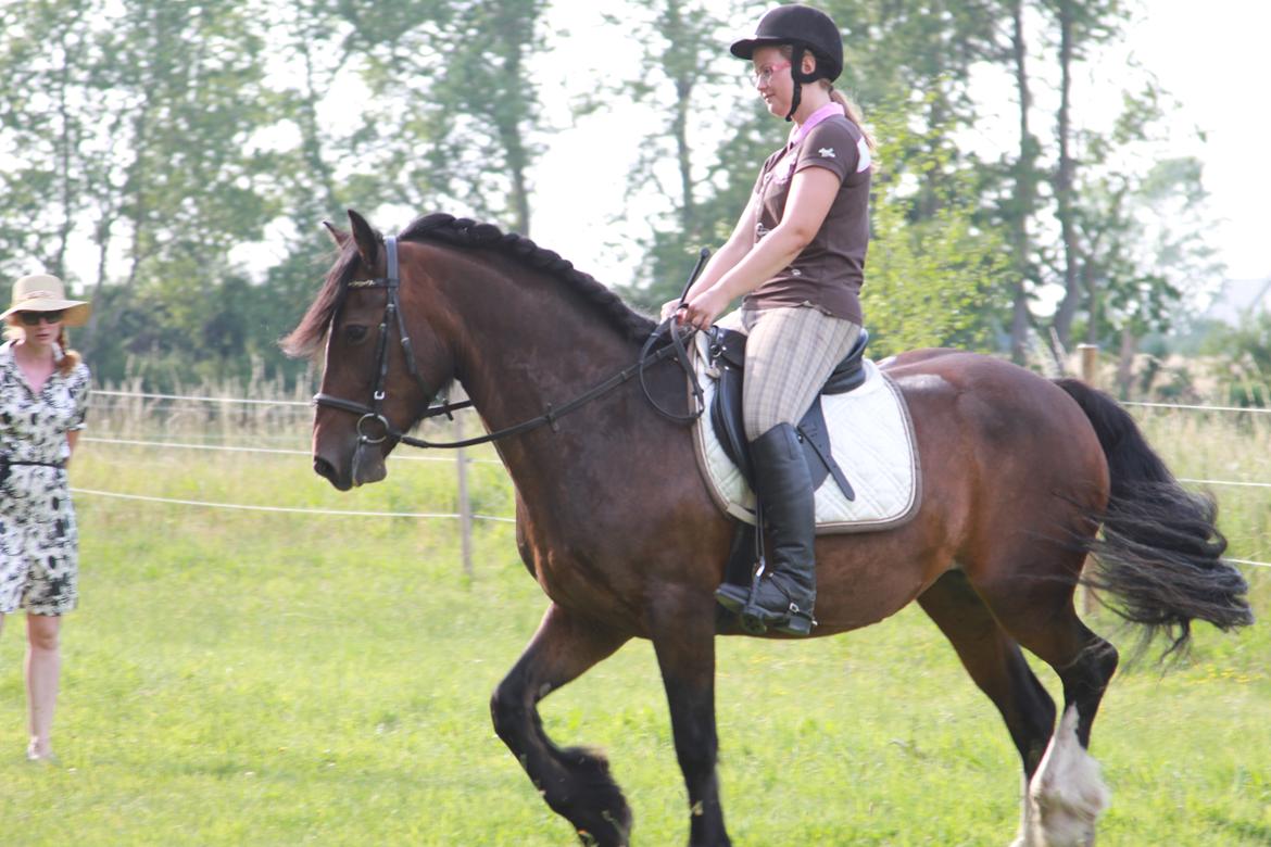 Irish Cob Romany's Hot Chokolate <3 R.I.P <3 billede 12