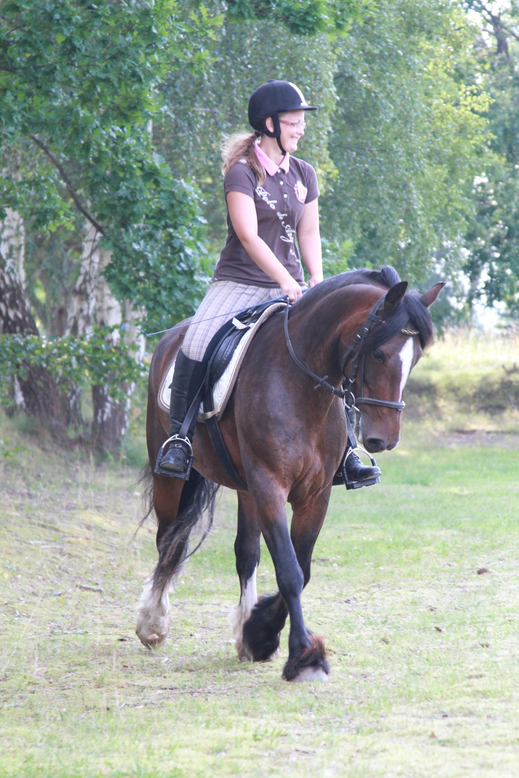 Irish Cob Romany's Hot Chokolate <3 R.I.P <3 billede 13
