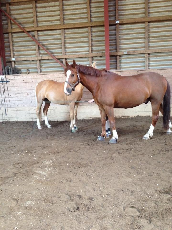 Anden særlig race Krabat - krabat og min søsters pony lavinia billede 7