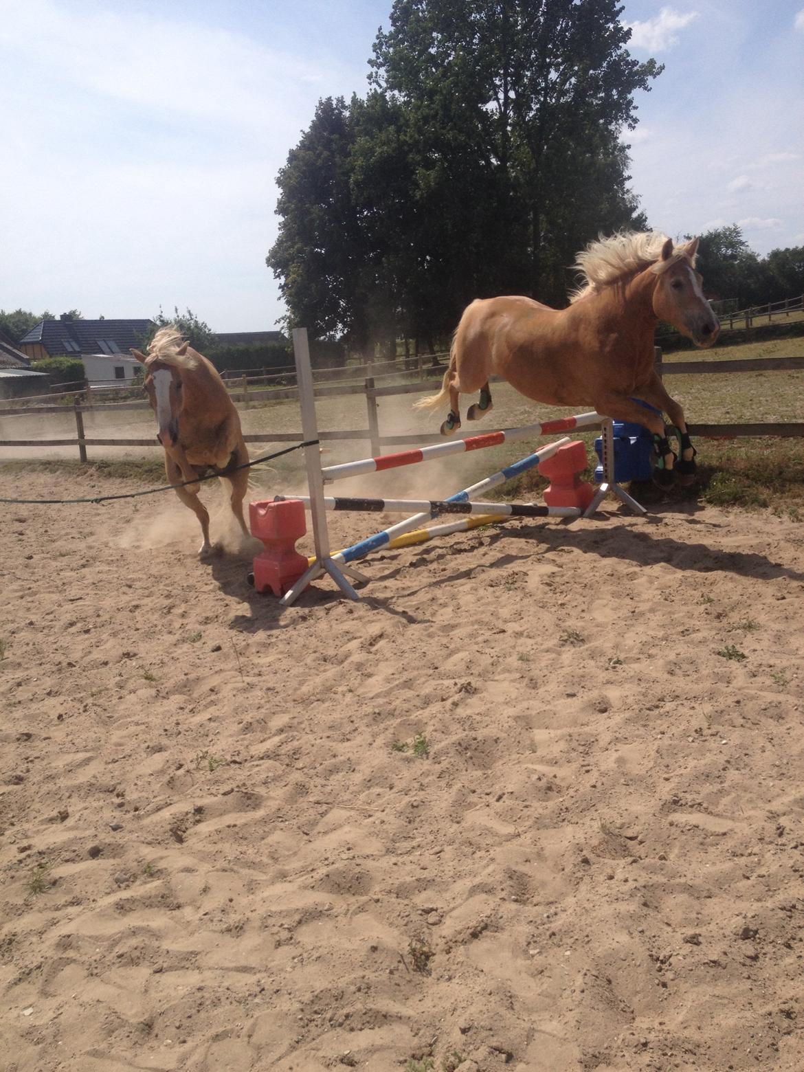 Haflinger Wonder<3 billede 34