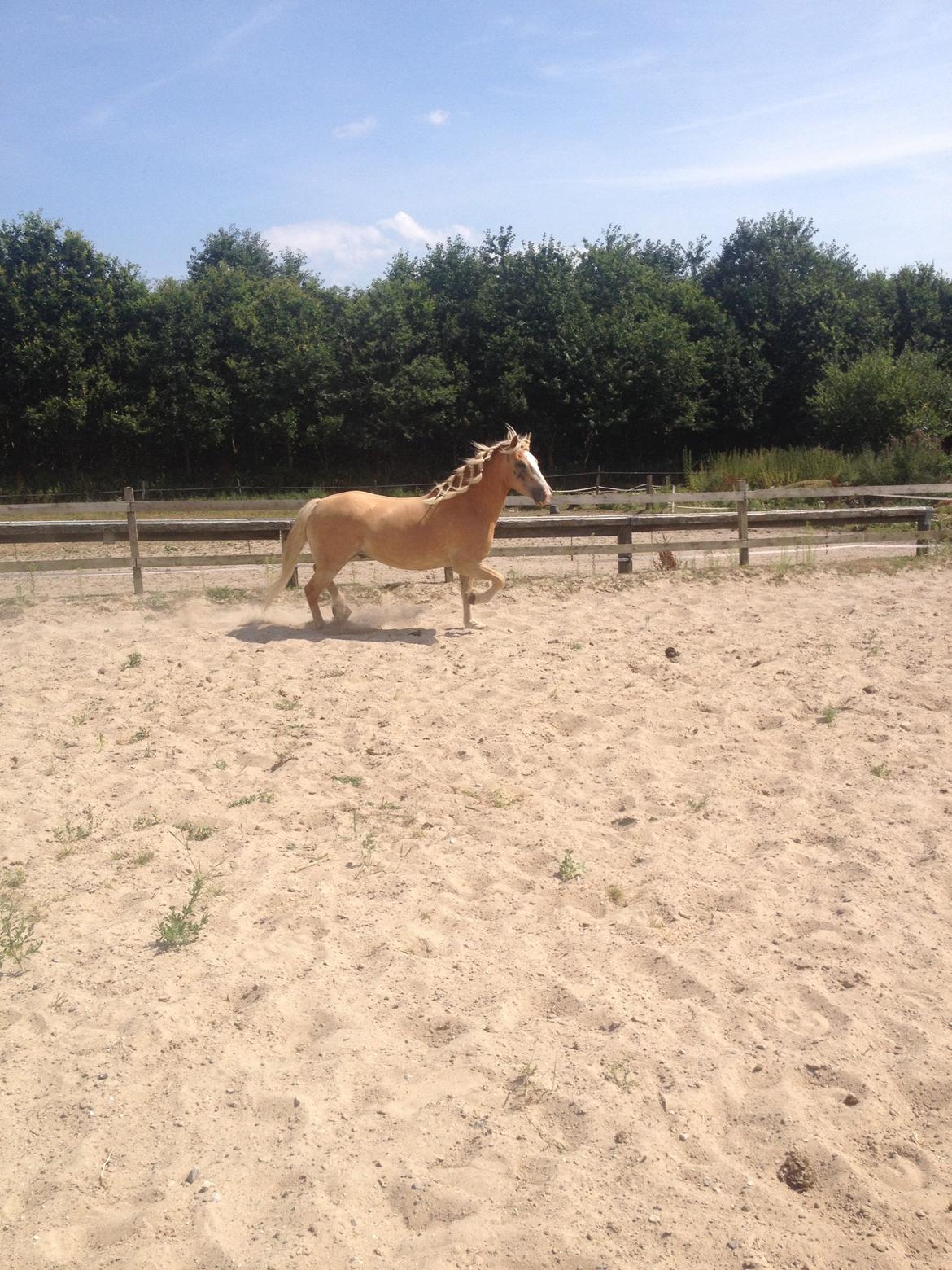 Haflinger Wonder<3 billede 36