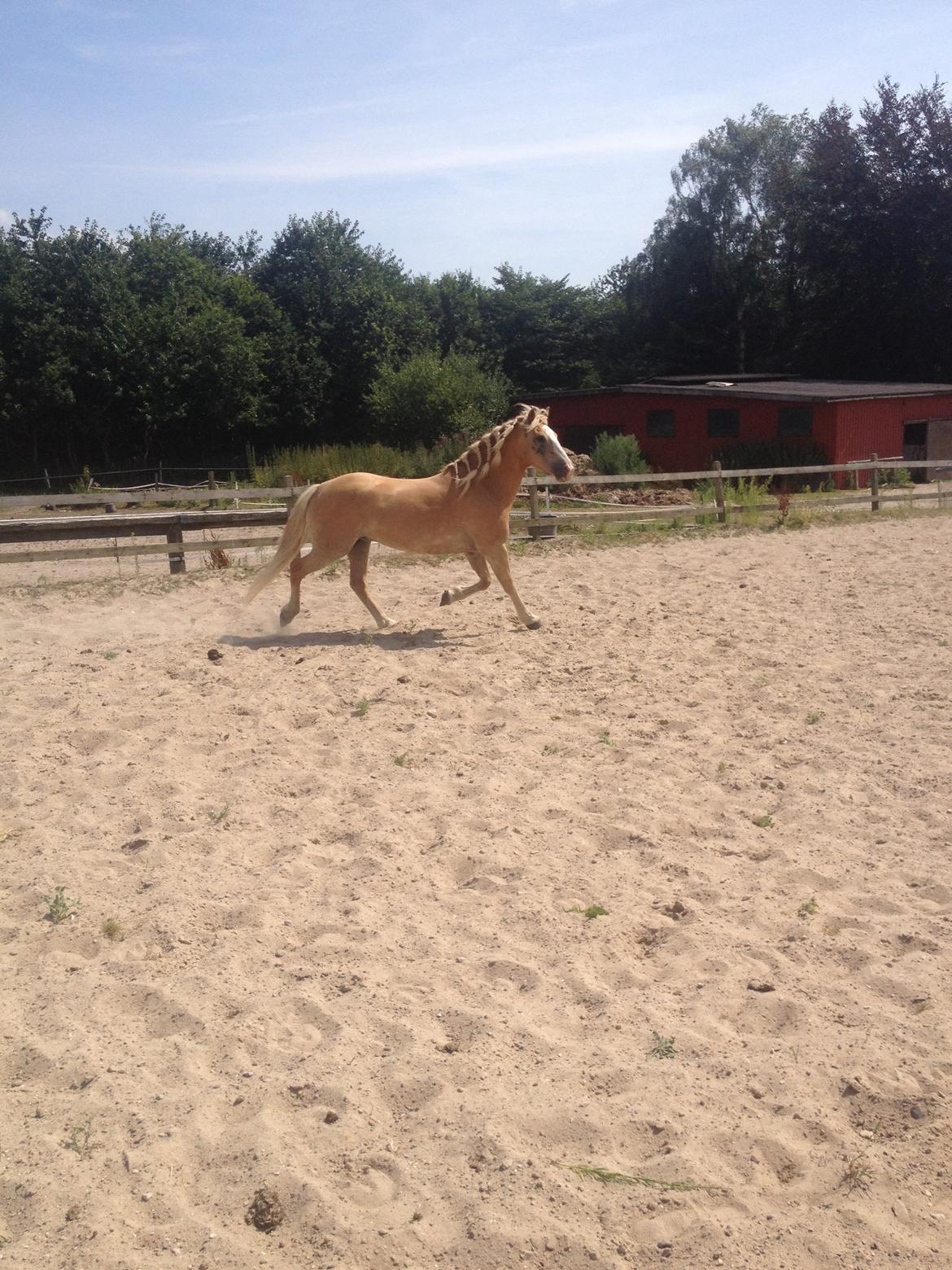 Haflinger Wonder<3 billede 38