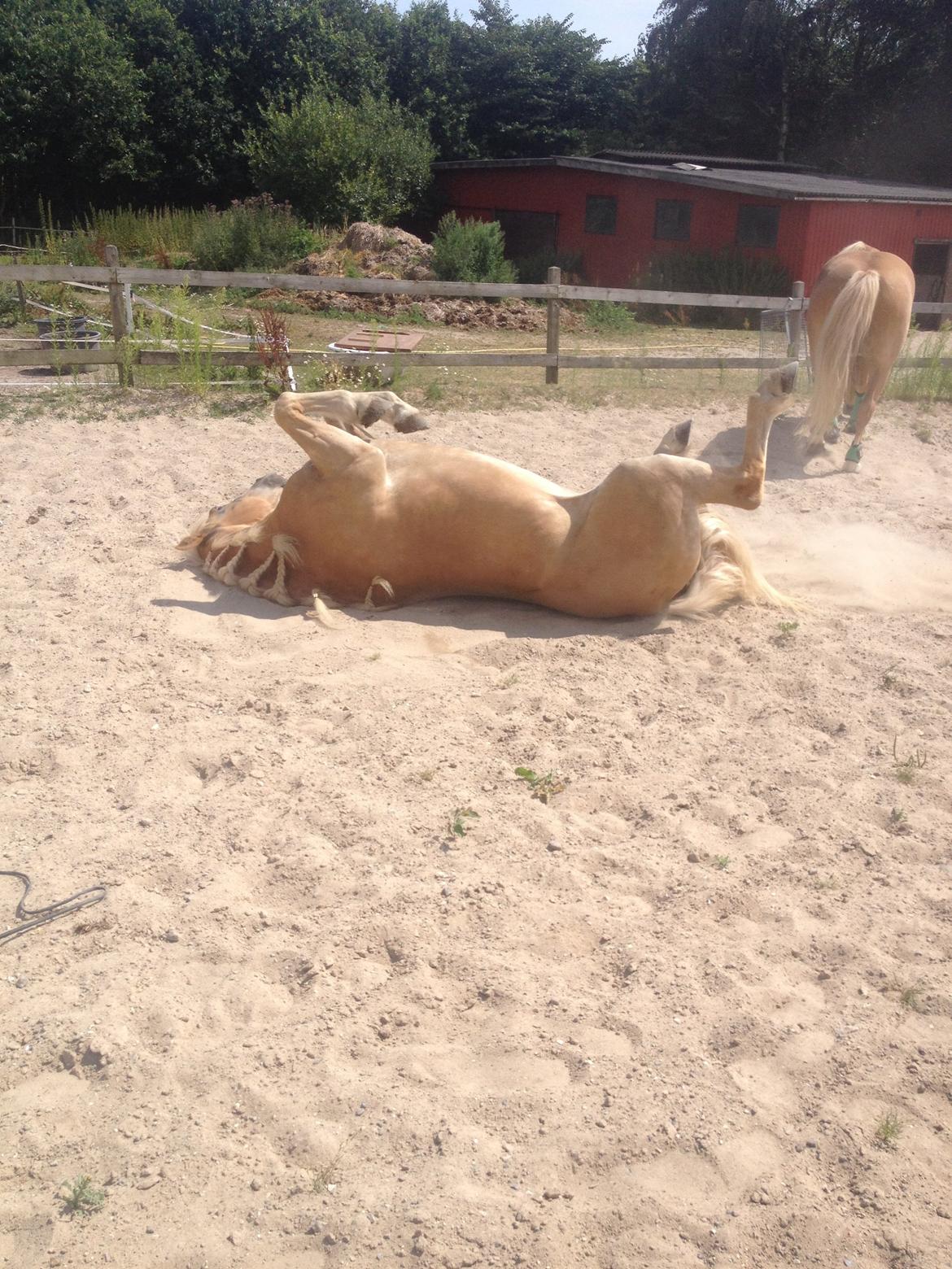 Haflinger Wonder<3 billede 41