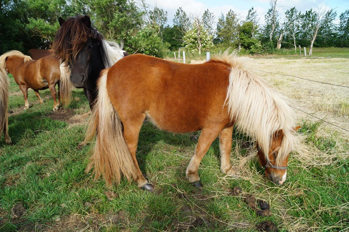 Shetlænder Hedens trine - Trine 1 år  juni 2014 billede 8