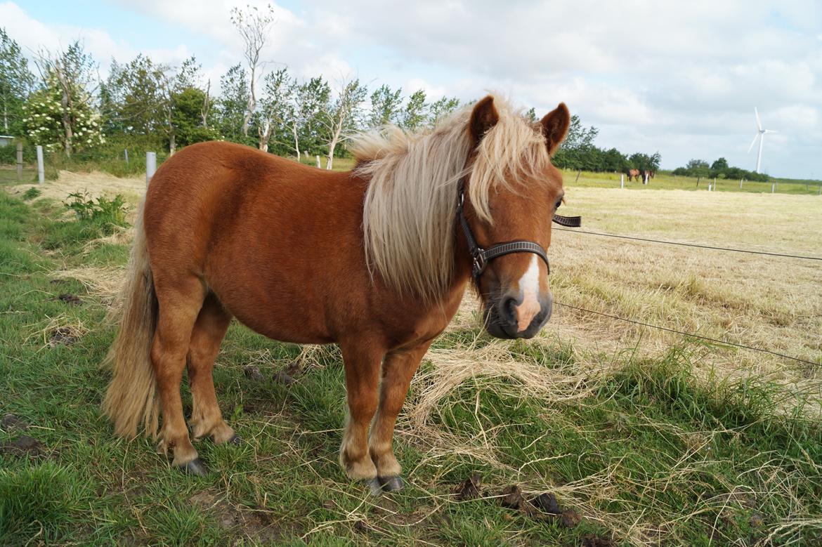 Shetlænder Hedens trine billede 9