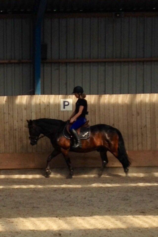 New Forest Sjølunds Tornado! billede 29