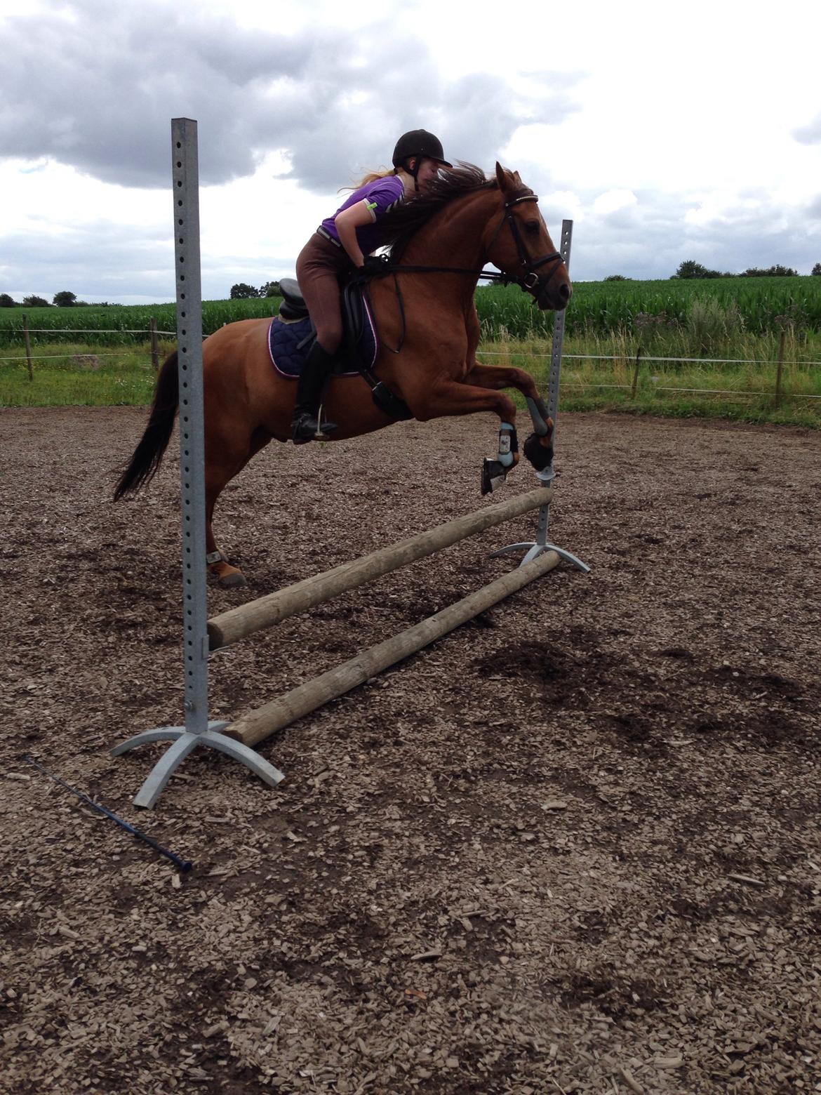 DSP Tofts Gambler billede 14