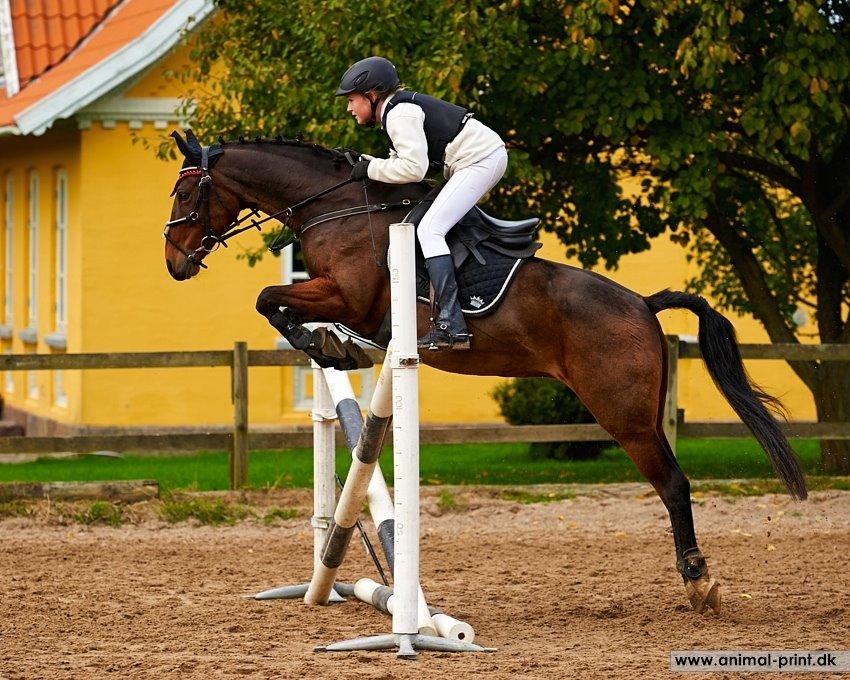 Anden særlig race Dücell - Min pige og jeg på Birkedal Ridecenter og starte vores første ude stævne sammen <3 billede 4