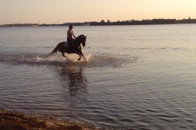 Anden særlig race Dücell - Vi begge nyder sommeren på Marbæk strand billede 16