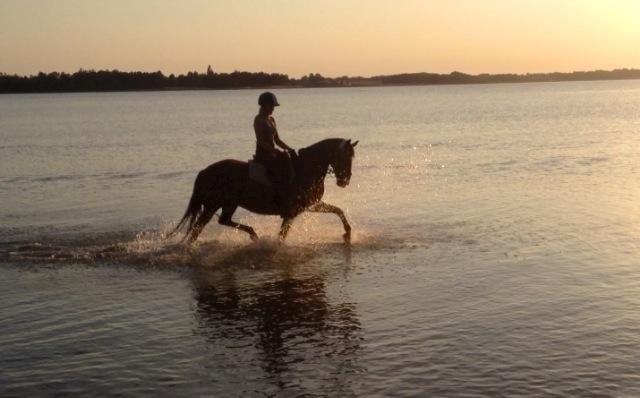 Anden særlig race Dücell - Ude at træne lidt ben muskler i vandet - sommer 2014 billede 8