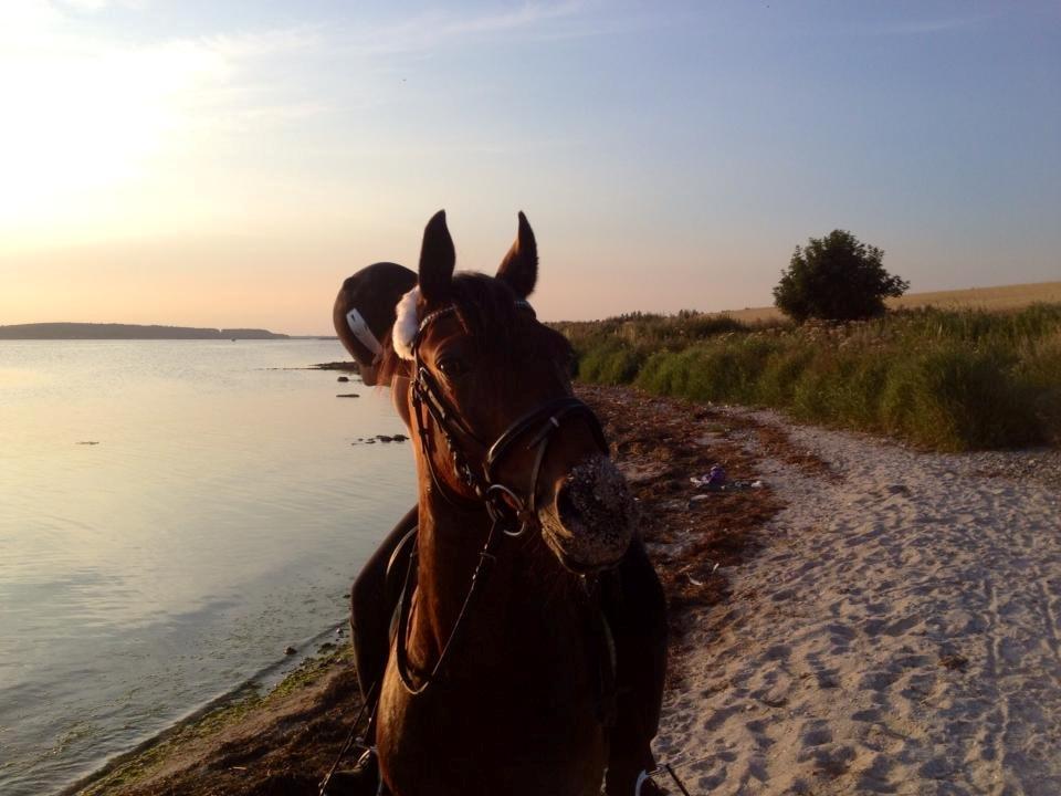 Anden særlig race Dücell - Efter vi havde været ude at bade skulle hun selføglelig stikke hele krydren ned i sandet (grine smiley) Min basse billede 11
