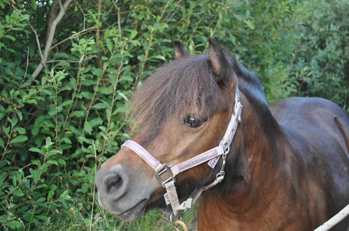 Shetlænder Felina Singerholm billede 2
