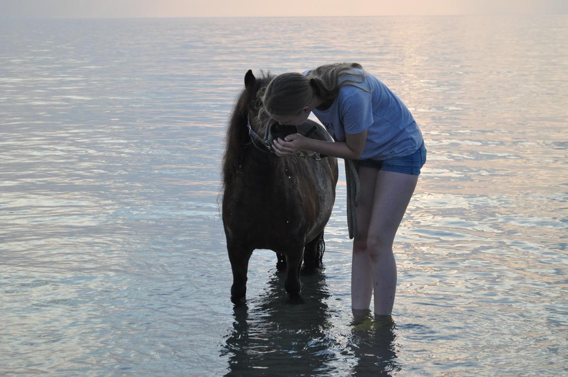 Shetlænder Felina Singerholm - <3 billede 1