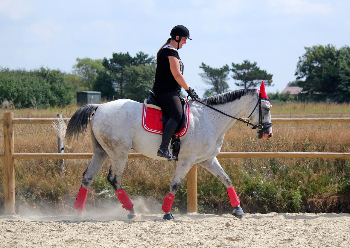 Holstener Fruerholm's Adonis *For Evigt Elsket <3* - Dressur træning billede 25