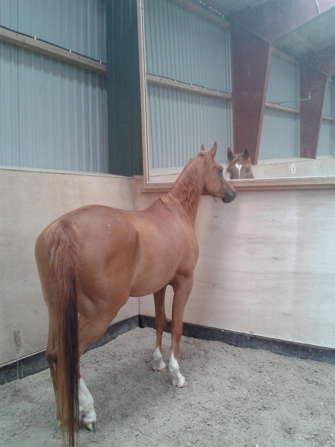 Arabisk fuldblod (OX) Milagro - Lækker hest i spejlet ;) (juni '14) billede 28