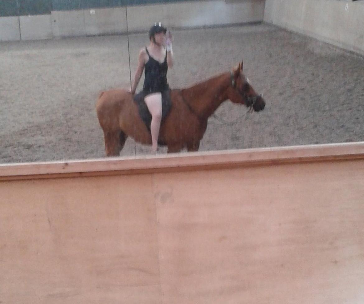 Arabisk fuldblod (OX) Milagro - Aftenhygge :D (juli '14) billede 31