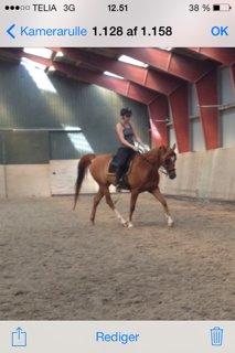 Arabisk fuldblod (OX) Milagro - Lækkermås :D (juli '14) billede 32