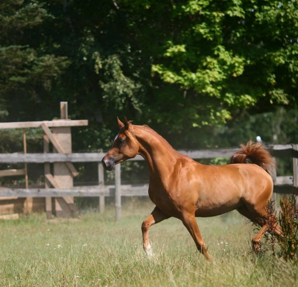 Arabisk fuldblod (OX) Milagro - Foto taget af Mille Berger Schlundt på Granly (juli '14) billede 1