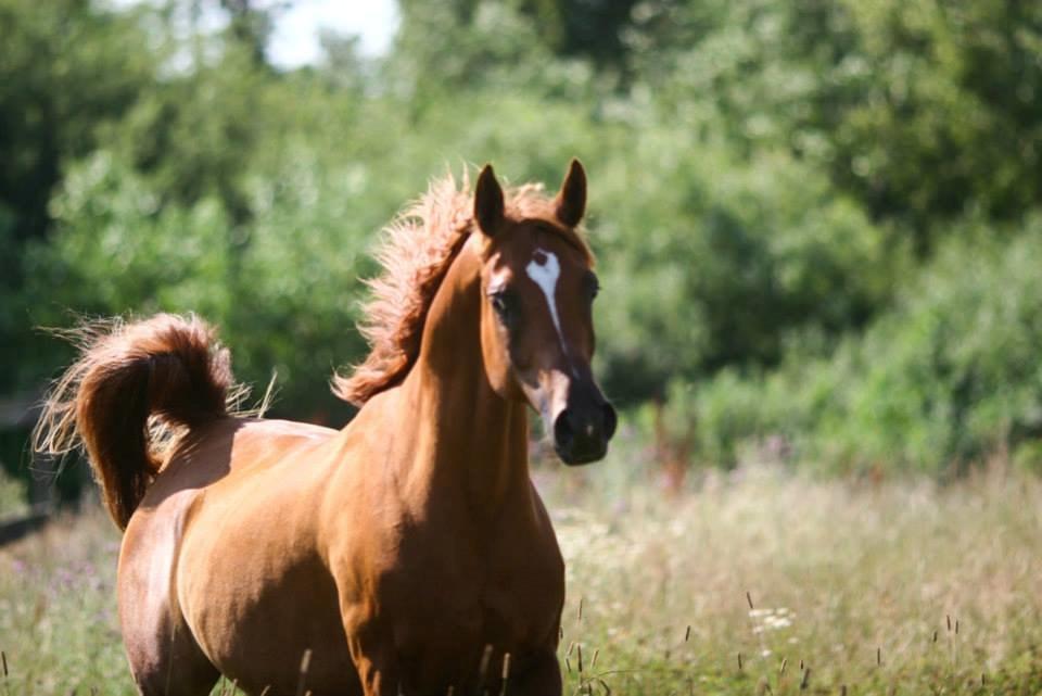 Arabisk fuldblod (OX) Milagro - Foto taget af Mille Berger Schlundt på Granly (juli '14) billede 37