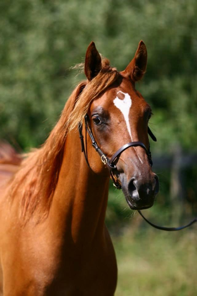 Arabisk fuldblod (OX) Milagro - Foto taget af Mille Berger Schlundt på Granly (juli '14) billede 38