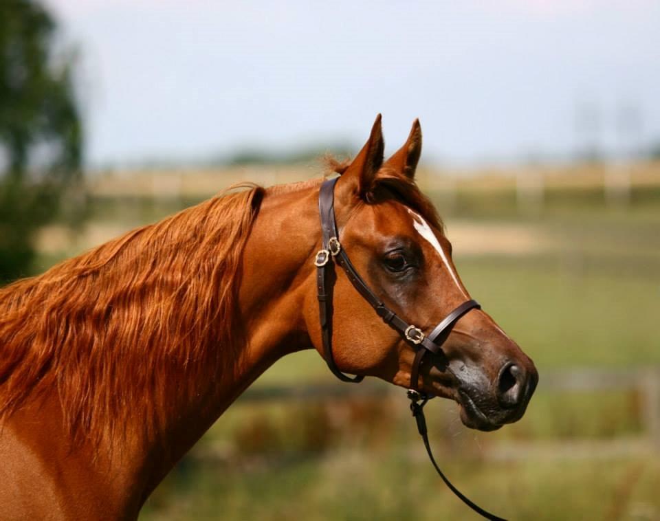 Arabisk fuldblod (OX) Milagro - Foto taget af Mille Berger Schlundt på Granly (juli '14) billede 39