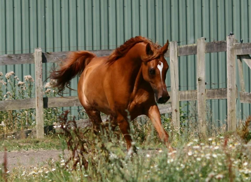 Arabisk fuldblod (OX) Milagro - Foto taget af Mille Berger Schlundt på Granly (juli '14) billede 36