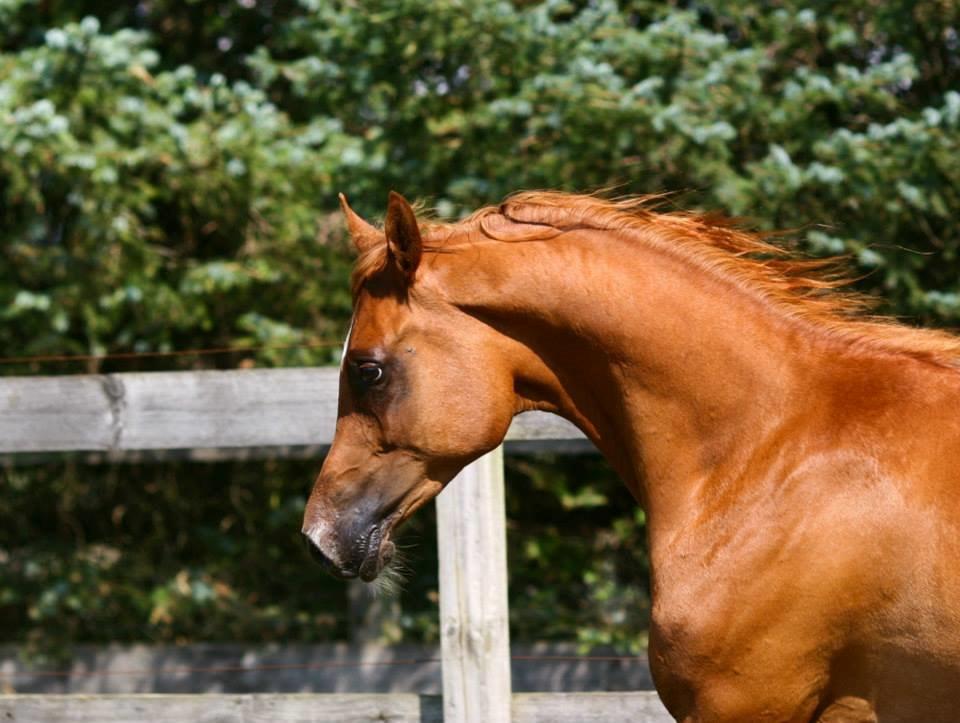 Arabisk fuldblod (OX) Milagro - Foto taget af Mille Berger Schlundt på Granly (juli '14) billede 48