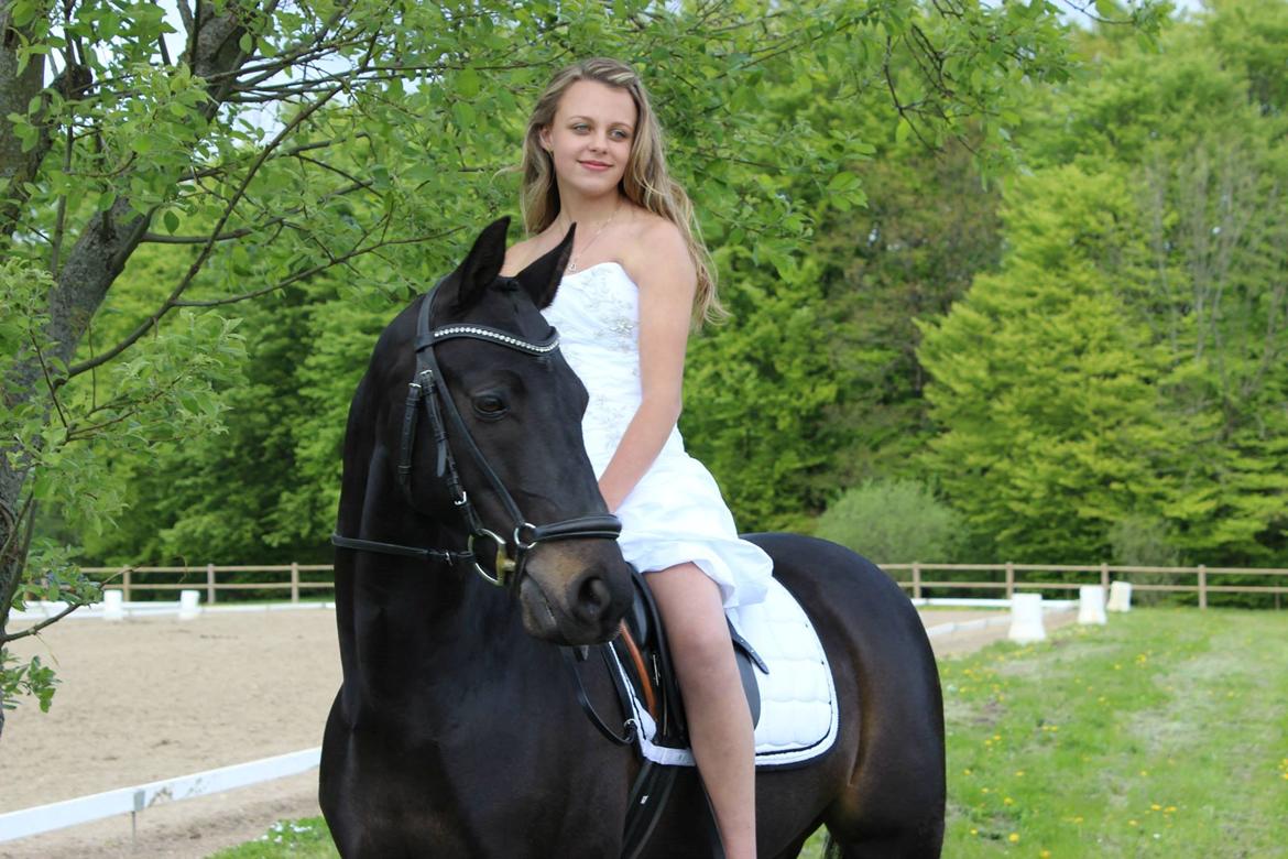 Tysk Sportspony Traeumer A-pony billede 18