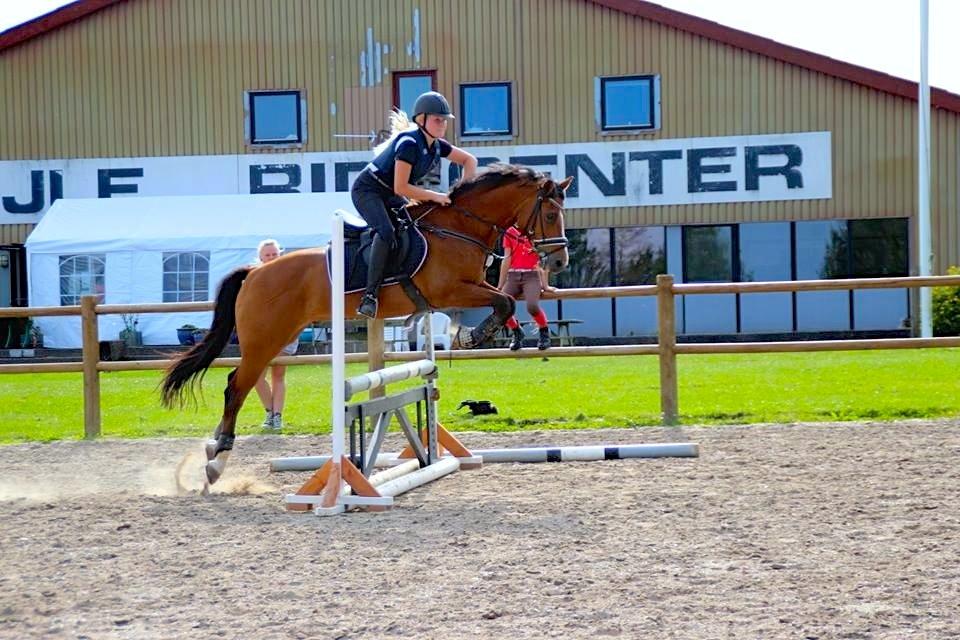 New Forest Fuglekildes Macoy billede 3