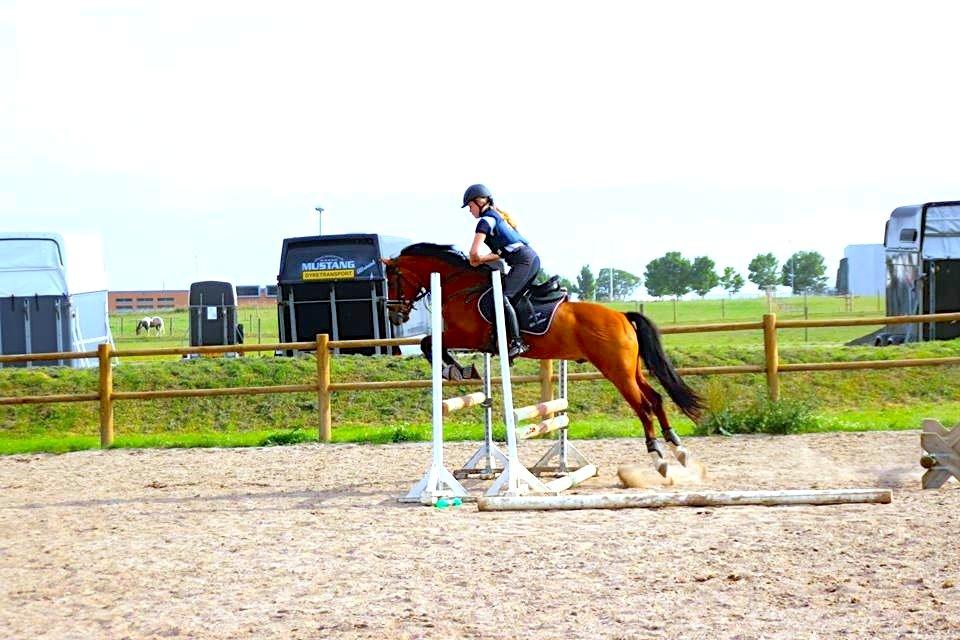 New Forest Fuglekildes Macoy billede 9