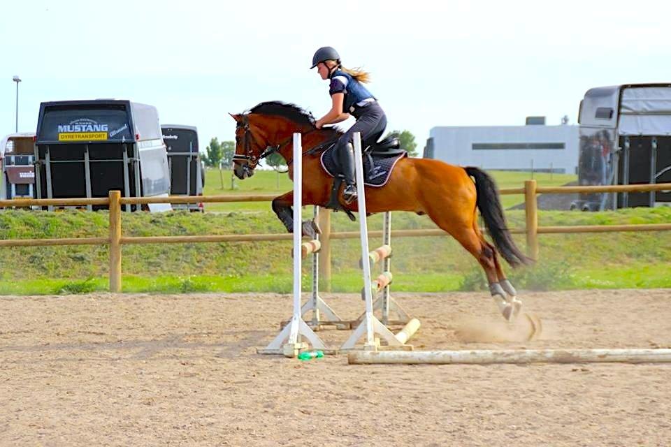 New Forest Fuglekildes Macoy billede 1